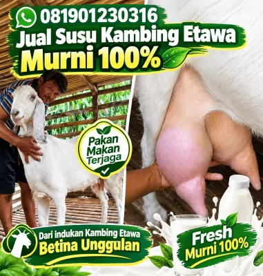 jual susu kambing etawa murni di jakarta
